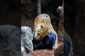 Giaguaro gioca con una pantera.