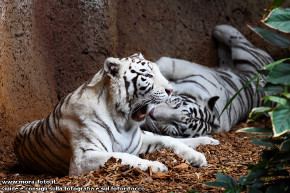 Coppia di tigri bianche al Loro Parque.