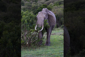Elefante africano al pascolo.