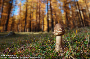 Un fungo in autunno, a Larieto.