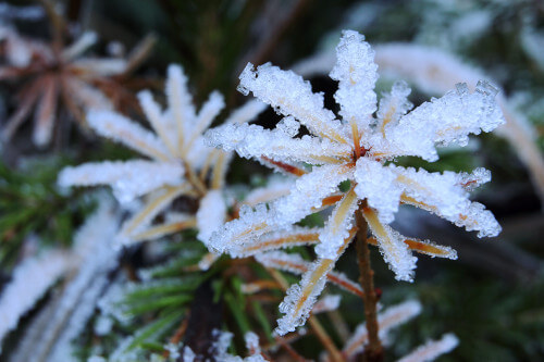 Larch frost