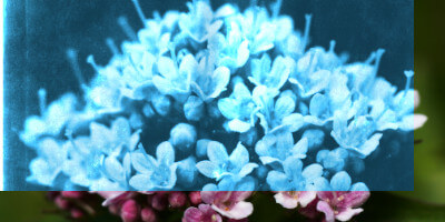 Cyanotype effect with Gimp