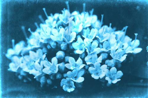 after cyanotype
