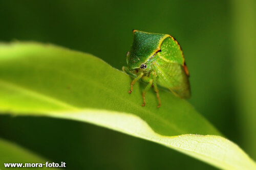 An example of using shapes on a green photograph