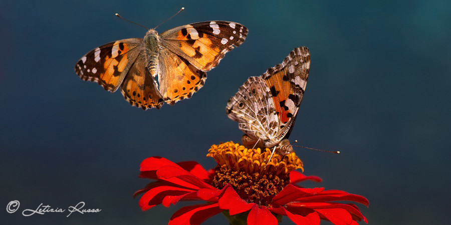 Farfalle che volano su un fiore rosso