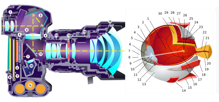 Realistic example of camera and eye