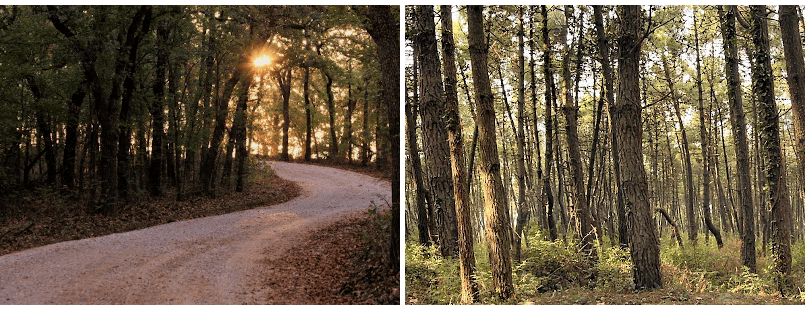 an example of a forest with and without perspective elements