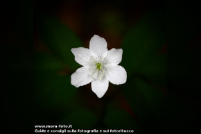 Anemone bianca.