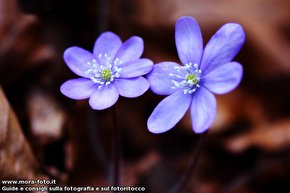 Anemone epatica su sfondo di foglie secche.