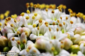 Distesa di piccoli fiori bianchi in macro.