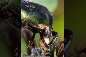 Scarabeo cetonia aurata mangia un cardo.