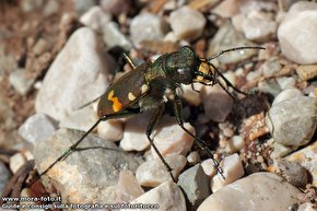 Cicindela gallica, coleottero cicindelide.