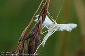 Falena bianca su graminacea.