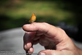 Amichevole farfalla posata su un dito.