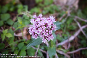 Macro di fiorellini di montagna.