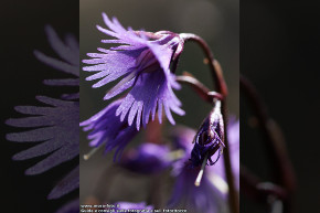 Macro di una soldanella alpina.