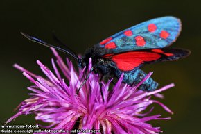 Zygaena posata su un cardo.