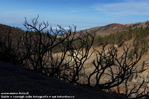 Silouette di piante incendiate sul Teide.