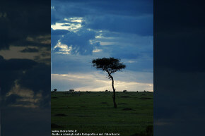 Temporale con acacia del Kenya.