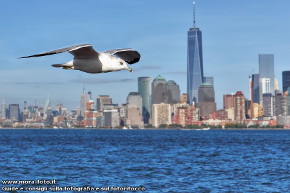 Un gabbiano con Manhattan sullo sfondo.