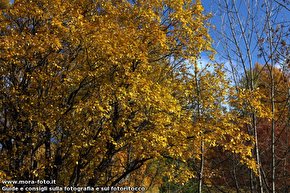 Alberi con colori autunnali.