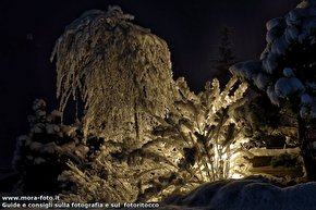 Gioco di luci su un albero innevato.