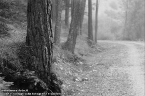 La pioggia nel bosco.