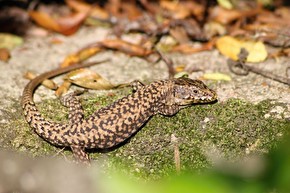 Abbronzatura lucertola.