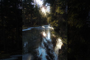 Giochi di luce nel bosco.