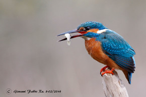 Martin Pescatore ad Ortazzo.