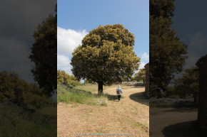 Sardegna, meditazione sotto una grande quercia da sughero.