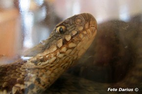 Vipera berus, chiamata Marasso.