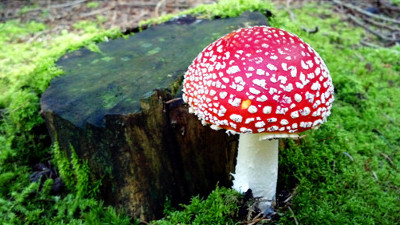 Amanita muscaria.